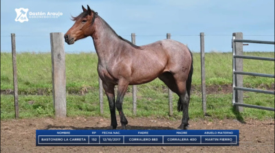 Lote BASTONERO LA CARRETA