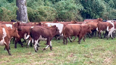 Lote 110 Vaquilla Engorda en Puerto Octay, X Región Los Lagos