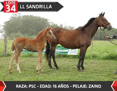 Lote LL SANDRILLA