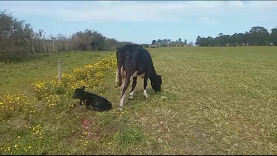 Lote 2 Piezas de cría Holando 400kg -  en Ruta 1 km 130