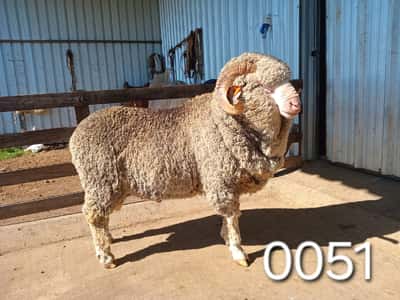Lote 0051