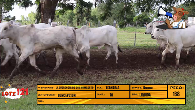 Lote LOTE 121