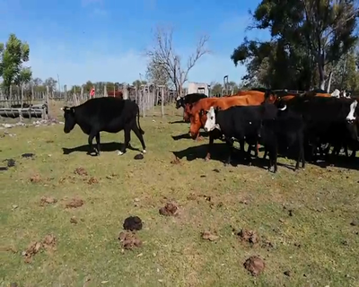 Lote 30 Vacas medio uso en Federal, Entre Ríos