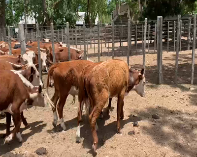 Lote 34 Terneros en Melo, Cerro Largo