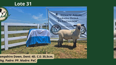Lote PxC