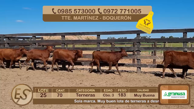 Lote Lote 25