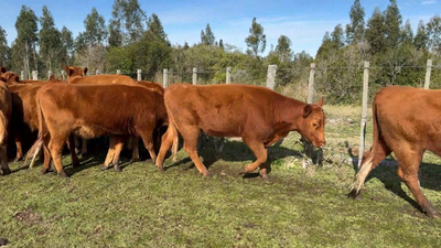 Lote 30 Vaquillonas/Vacas Entoradas en Garzón, Maldonado