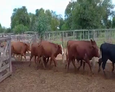 Lote 60 Novillos en Juan José Castelli, Chaco