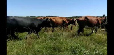 Lote 24 Vacas de invernar en Entre Ríos, Colón