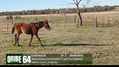 Lote Lote 64