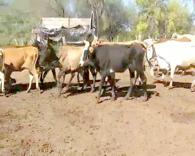 Lote 36 Vacas en Monte Quemado, Santiago del Estero