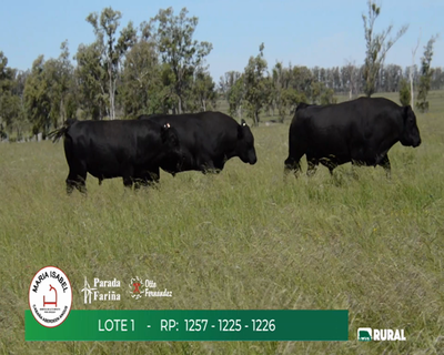 Lote TOROS PPI 3 AÑOS