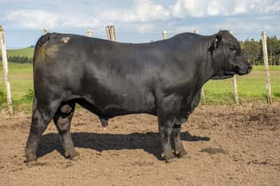 Lote Toros, Tacuarembó