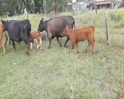 Lote 19 Vacas CUT con cría en Daireaux, Buenos Aires