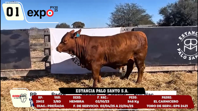 Lote LOTE 1