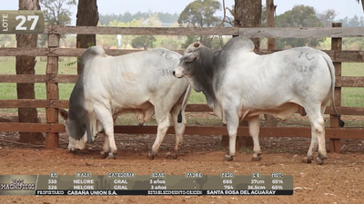 Lote LOTE 27