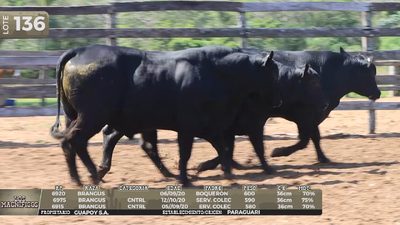 Lote LOTE 136