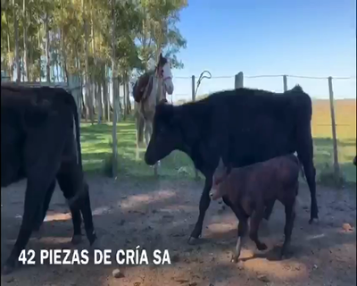 Lote Piezas de Cria