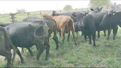 Lote 13 Vacas Paridas en Brandsen, Buenos Aires