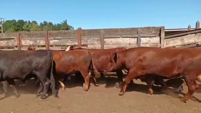 Lote 20 Novillo Gordo en Los Ángeles, VIII Región Biobío
