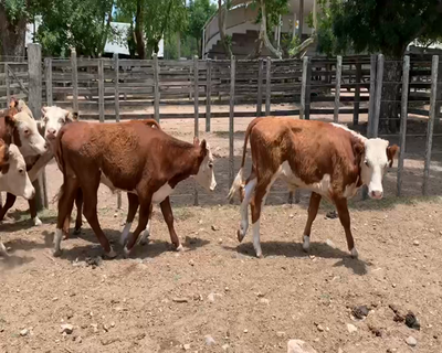 Lote 36 Terneros en Melo, Cerro Largo
