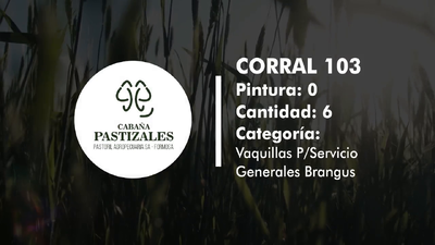 Lote Vaquillonas