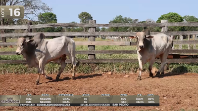 Lote LOTE 16