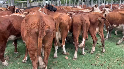 Lote 40 Vacas de Invernada en Melo, Cerro Largo