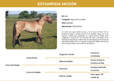 Lote Estampida Mojón (RP 466)