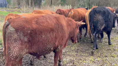 Lote 20 Novillo Gordo en Río Bueno, XIV Región Los Ríos