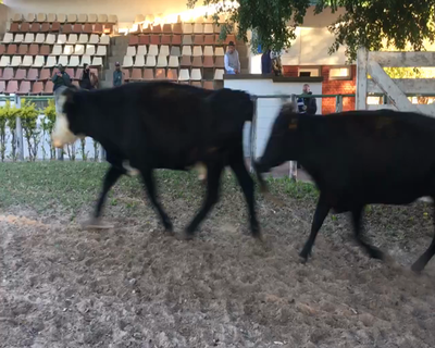 Lote 29 Vacas  en Esquina, Corrientes