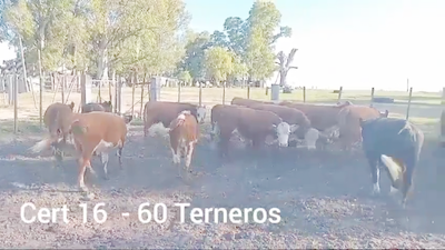 Lote TERNEROS