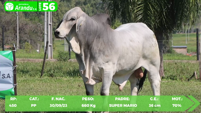 Lote LOTE 56