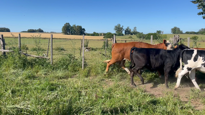 Lote VAQUILLONAS 1 a 2 AÑOS