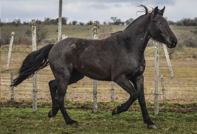 Lote CARDO LA FLECHILLA