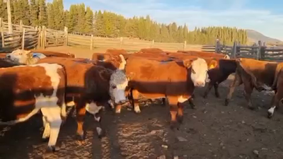 Lote 50 Novillo Engorda en Coyhaique, XI Región Aysén