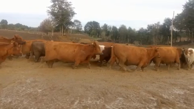 Lote 45 Vaca Gorda en Los Muermos, X Región Los Lagos