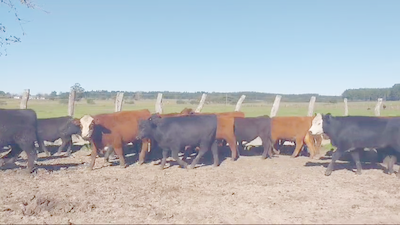 Lote 70 Terneros en Concordia, Entre Ríos