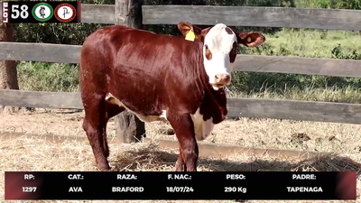 Lote LOTE 58