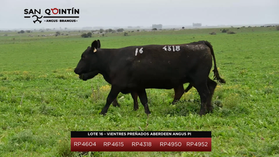 Lote Vientres Preñados Aberdeen Angus PI