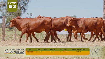 Lote LOTE 62