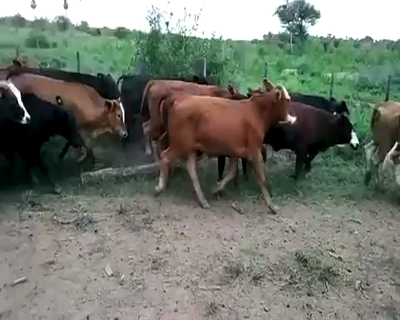 Lote 80 Novillitos en Fortín Lugones, Formosa