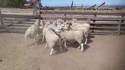 Lote 12 Ovejas ILE DE FRANCE 70kg -  en CONCHILLAS