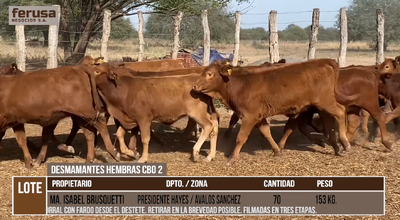 Lote LOTE 1