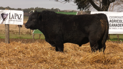 Lote TOROS PUROS POR CRUZA