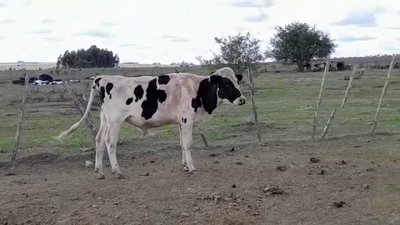 Lote TORO INDUSTRIA