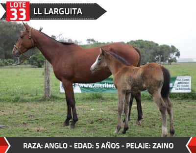 Lote LL LARGUITA