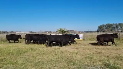 Lote 49 Vacas 1/2 Uso preñadas en Brandsen, Buenos Aires
