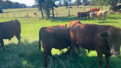 Lote 53 Ternero en Los Muermos, X Región Los Lagos