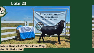 Lote PxC